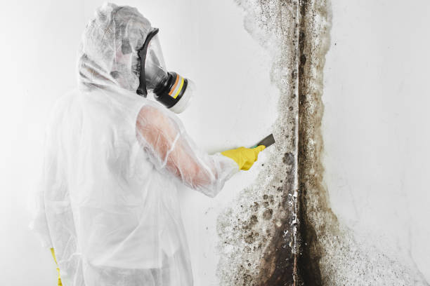 Best Commercial Mold Remediation in Red Bud, IL