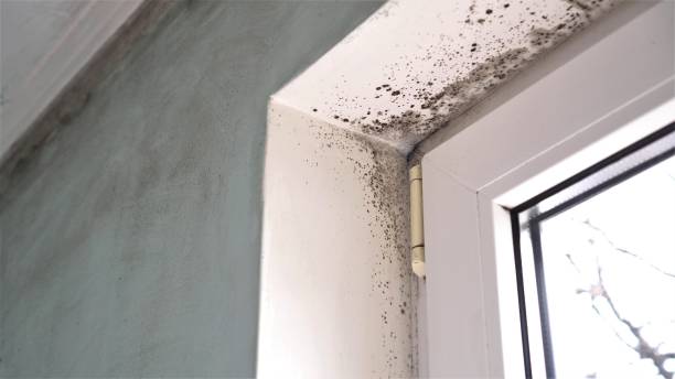 Red Bud, IL Mold Remediation Company