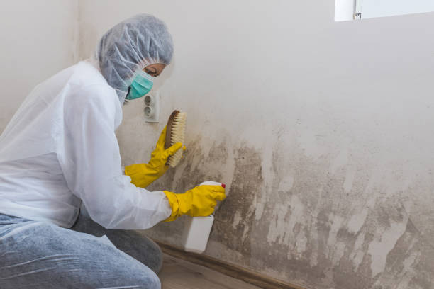 Best Mold Remediation for Specific Building Types in Red Bud, IL