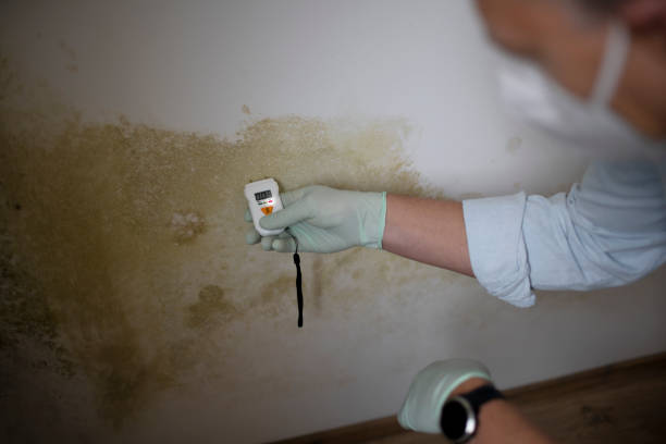Best Crawl Space Mold Remediation in Red Bud, IL