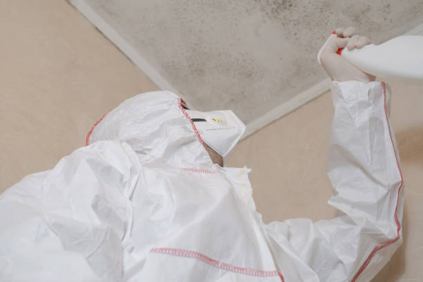 Best Insurance-Related Mold Remediation in Red Bud, IL