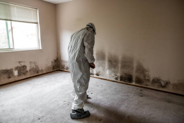 Best Kitchen Mold Remediation in Red Bud, IL