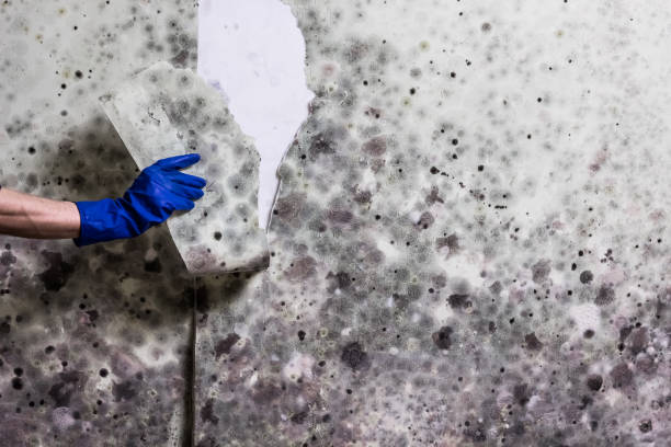 Best Basement Mold Remediation in Red Bud, IL