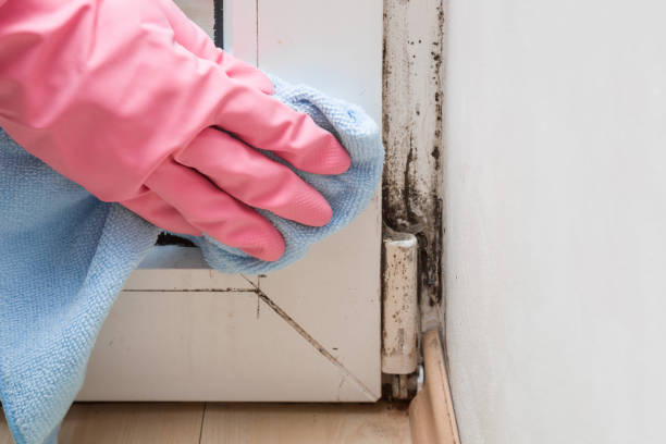Professional Mold Remediation in Red Bud, IL